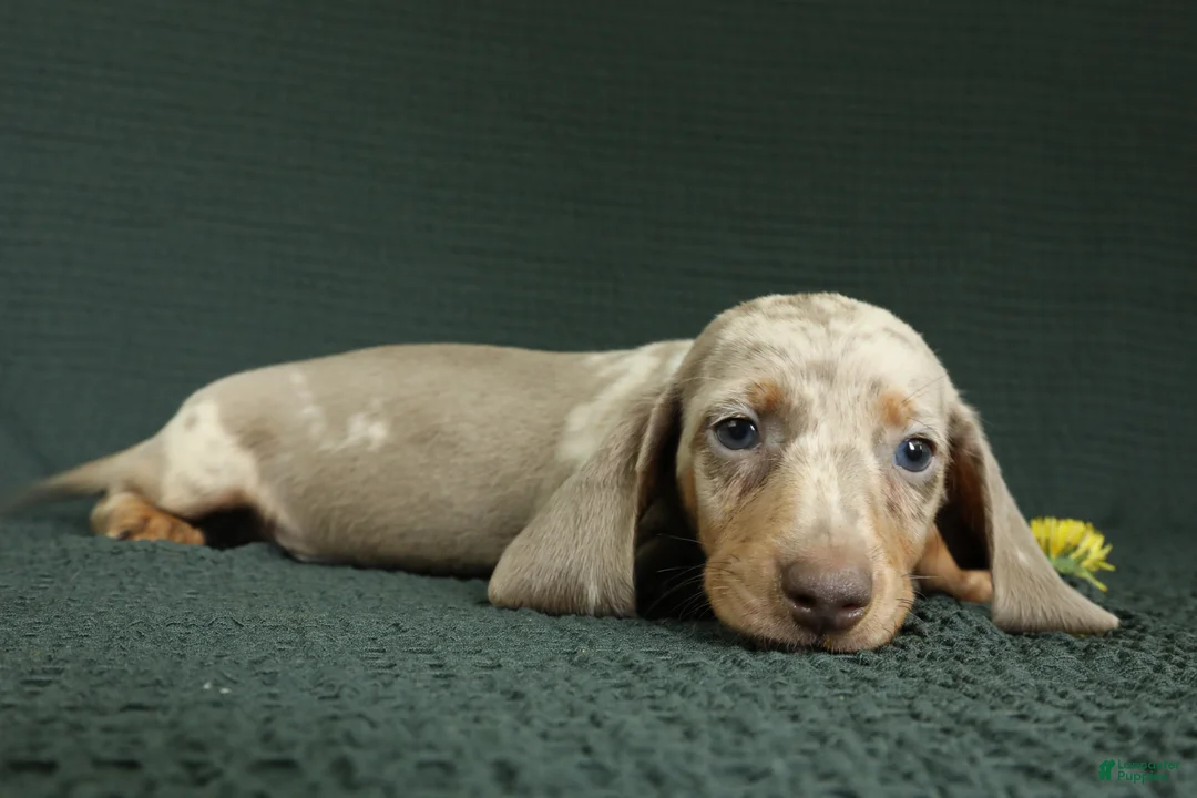 Miniature Dachshund dogs for sale: Rome - Ad 5