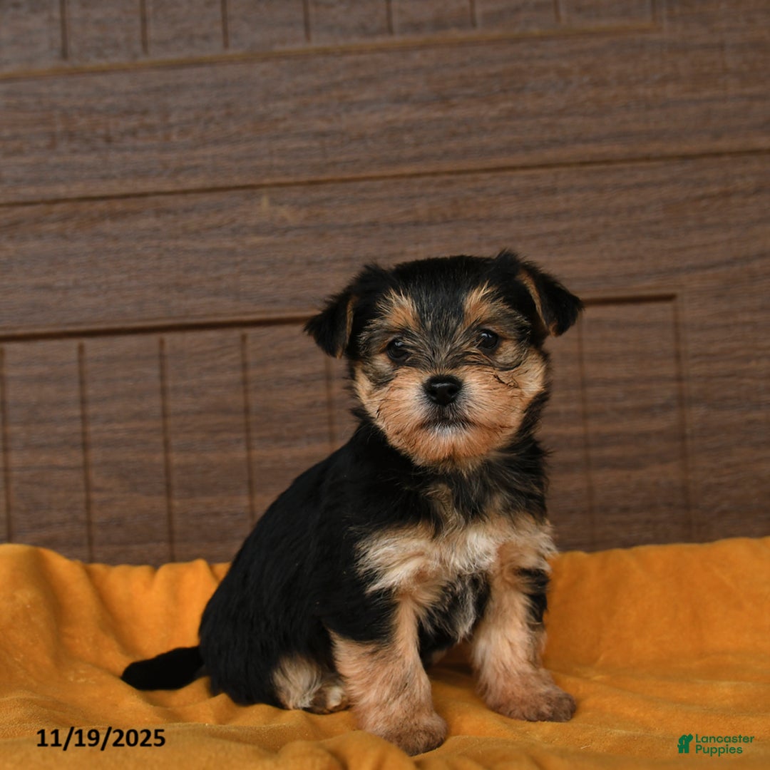 Morkie dogs for sale: Rain - Ad 1