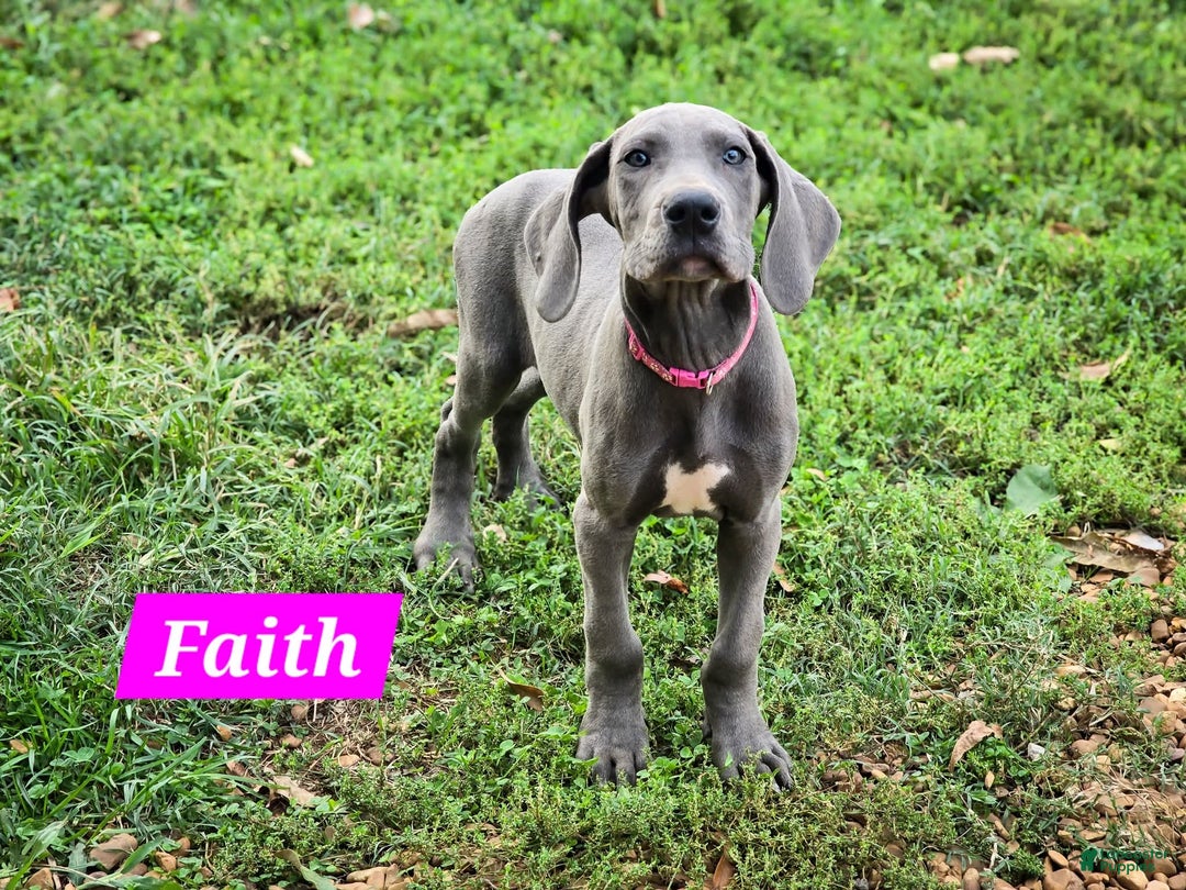 Great Dane dogs for sale: Great Dane Puppy 4 - Ad 1