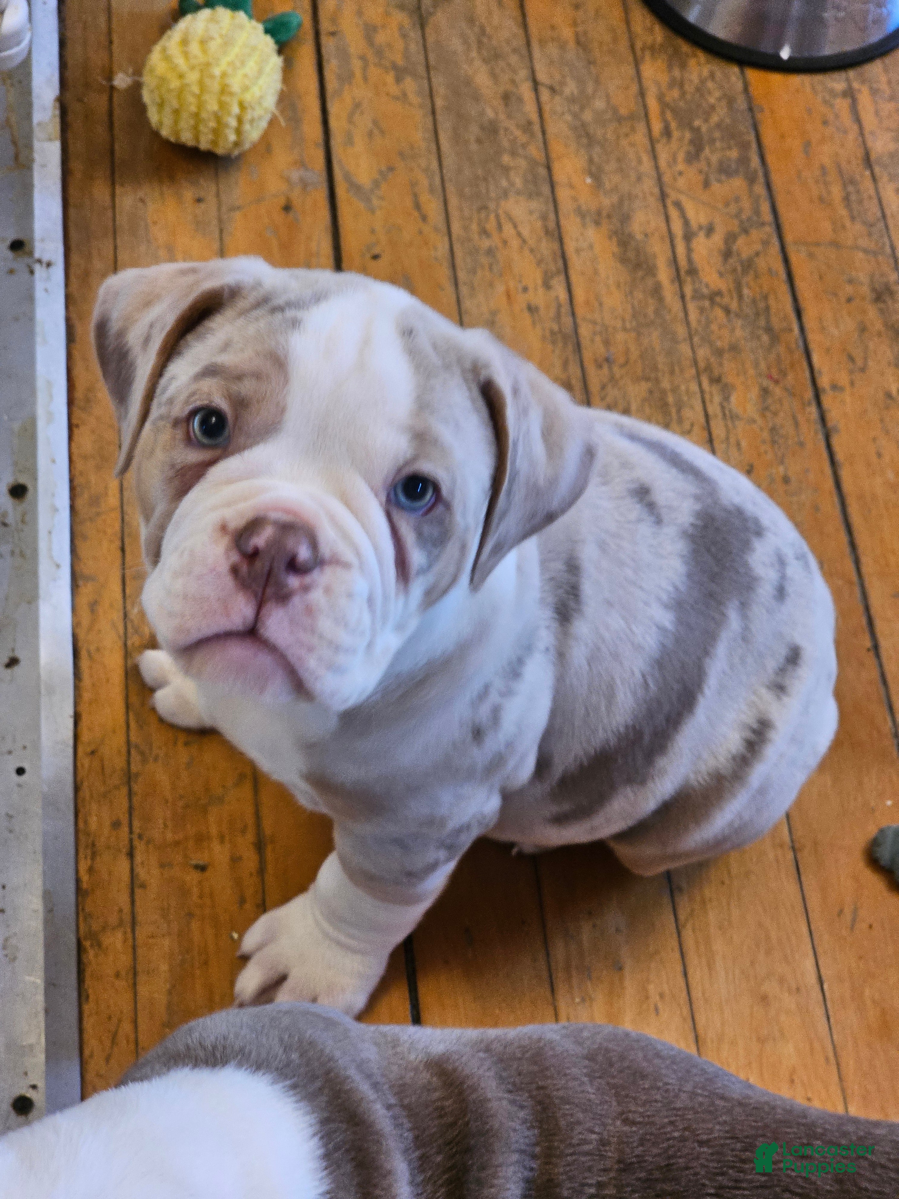 Olde English Bulldogge dogs Olde English Bulldogge Mani - Ad 19