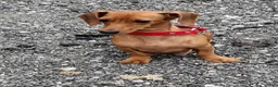 Miniature Dachshund dogs for sale: Miniature Dachshund 3 - Ad 6