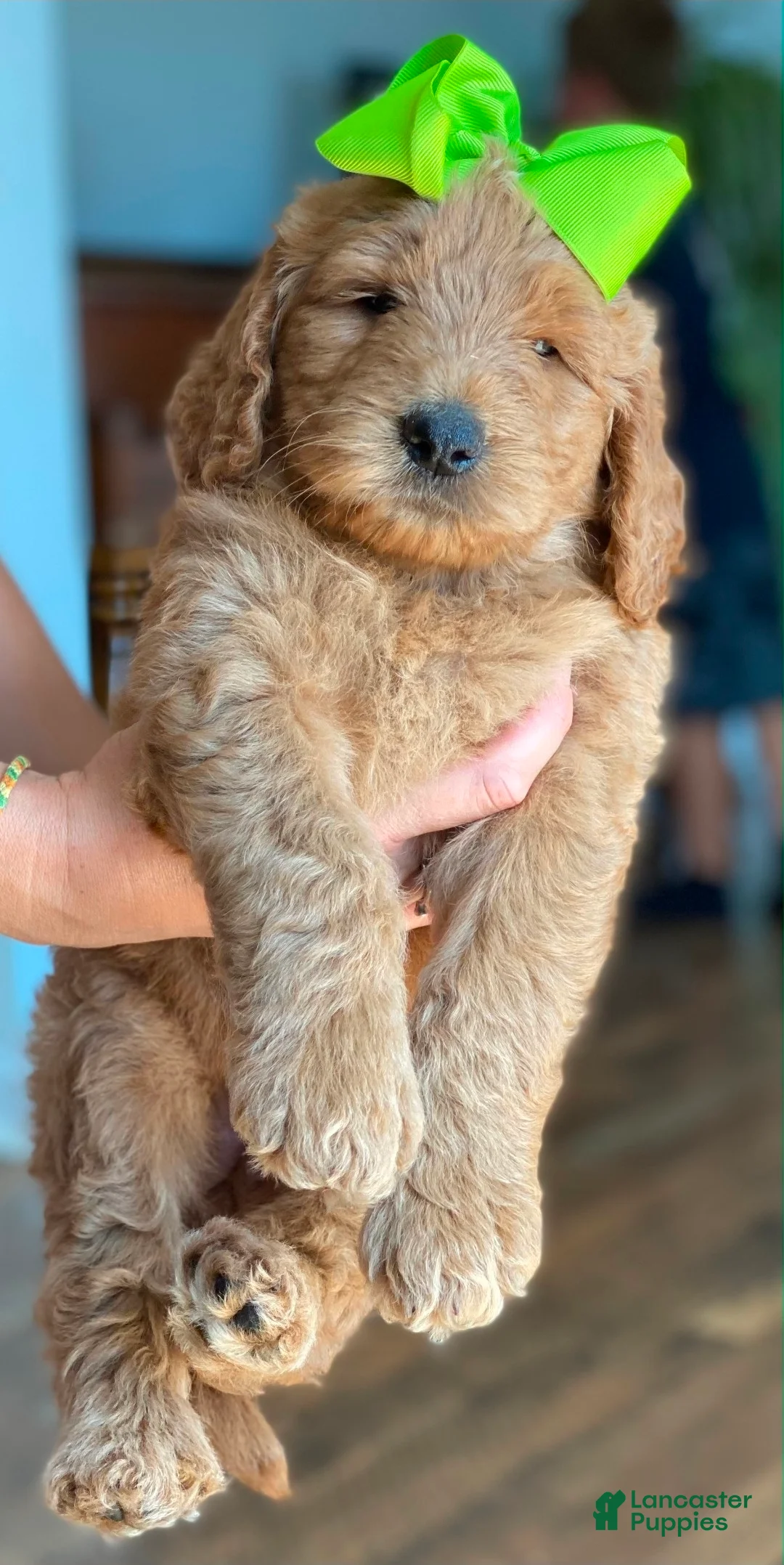 Goldendoodle dogs for sale: Goldendoodle 4 - Ad 2