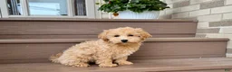 Maltipoo dogs for sale: Gordon - Ad 8