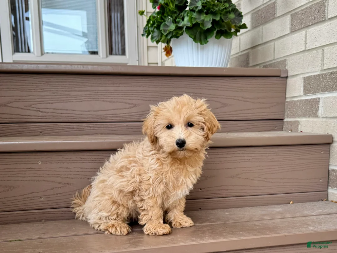 Maltipoo dogs for sale: Gordon - Ad 8