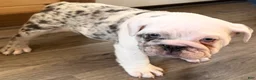 American Bulldog dogs for sale: Bailey - Ad 2