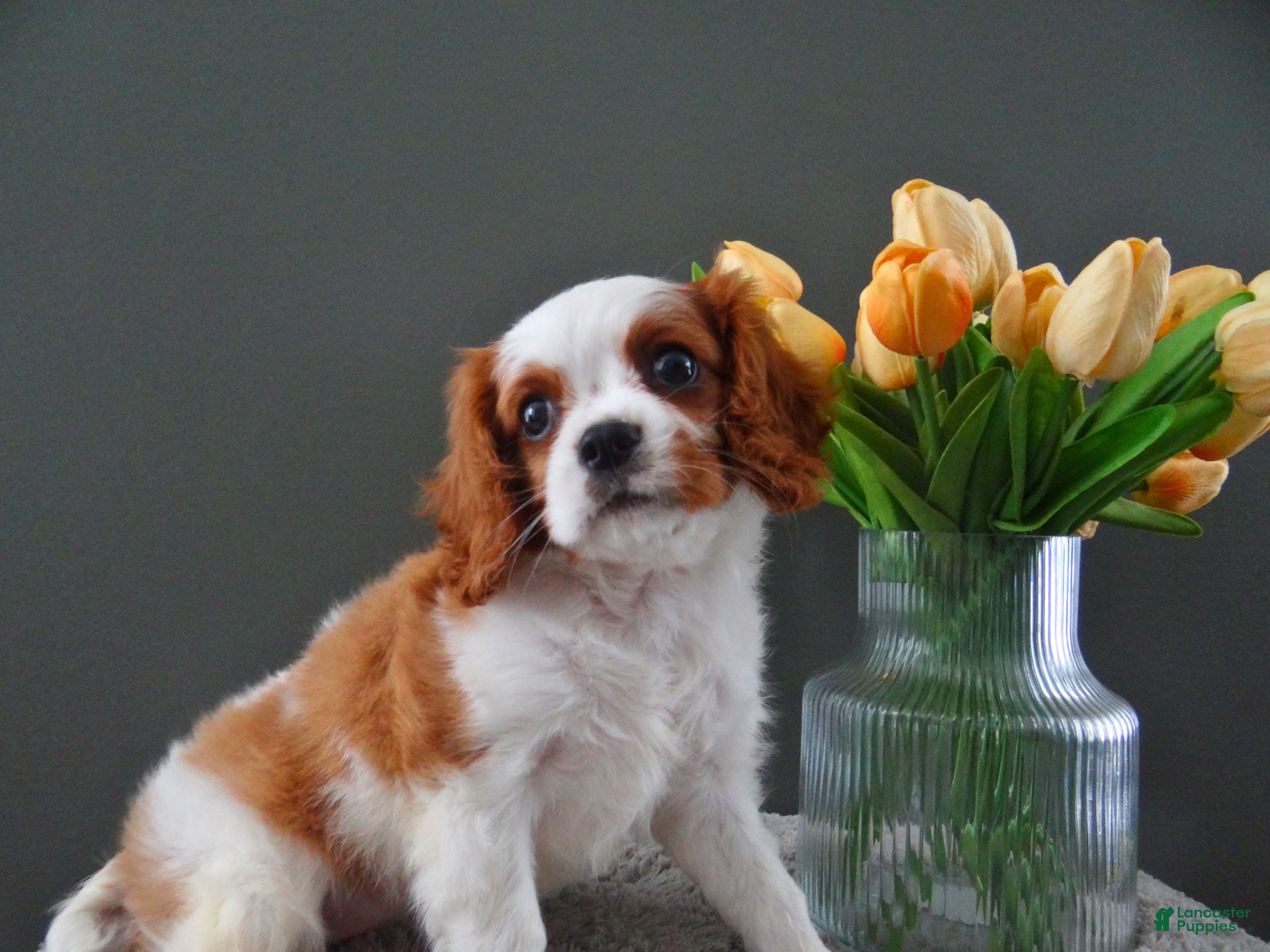 Cavalier King Charles Spaniel dogs Carly - Ad 2