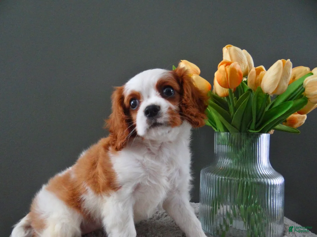 Cavalier King Charles Spaniel dogs for sale: Carly - Ad 2