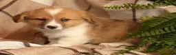 Welsh Corgi Pembroke dogs for sale: Jaime - Ad 7
