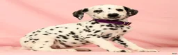 Dalmatian dogs for sale: Tracy - Ad 9