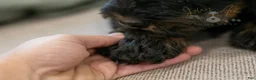 Bernedoodle dogs for sale: Acadia - Ad 10