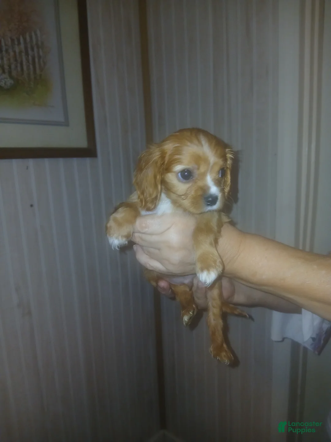 Cavalier King Charles Spaniel dogs for sale: Cavalier King Charles Spaniel Puppy 2 - Ad 2