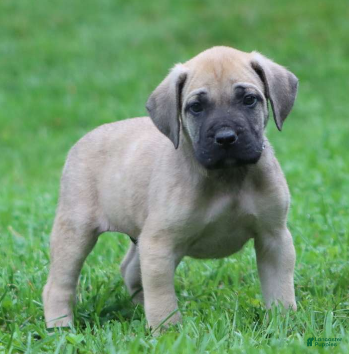 English Mastiff dogs Bear - Ad 2
