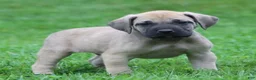 English Mastiff dogs for sale: Bear - Ad 2