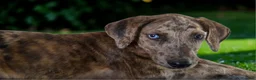 Catahoula Leopard Dog dogs for sale: Tigger 2026 Female 3 - Ad 13