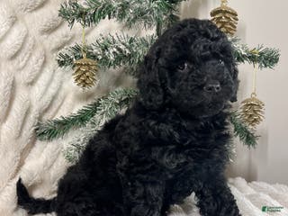 Yorkiepoo dogs Coco - Ad 16