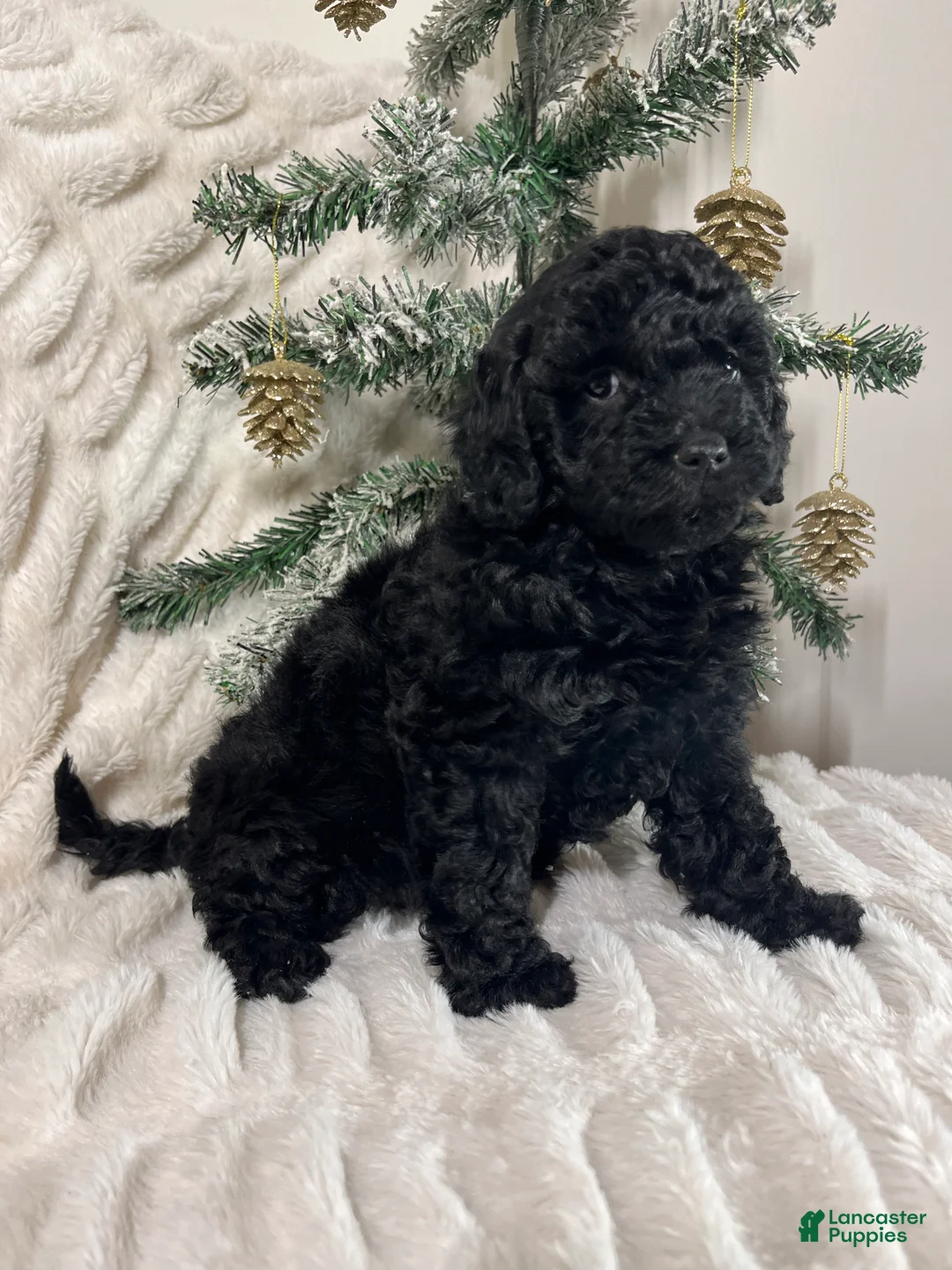 Yorkiepoo dogs for sale: Coco - Ad 1
