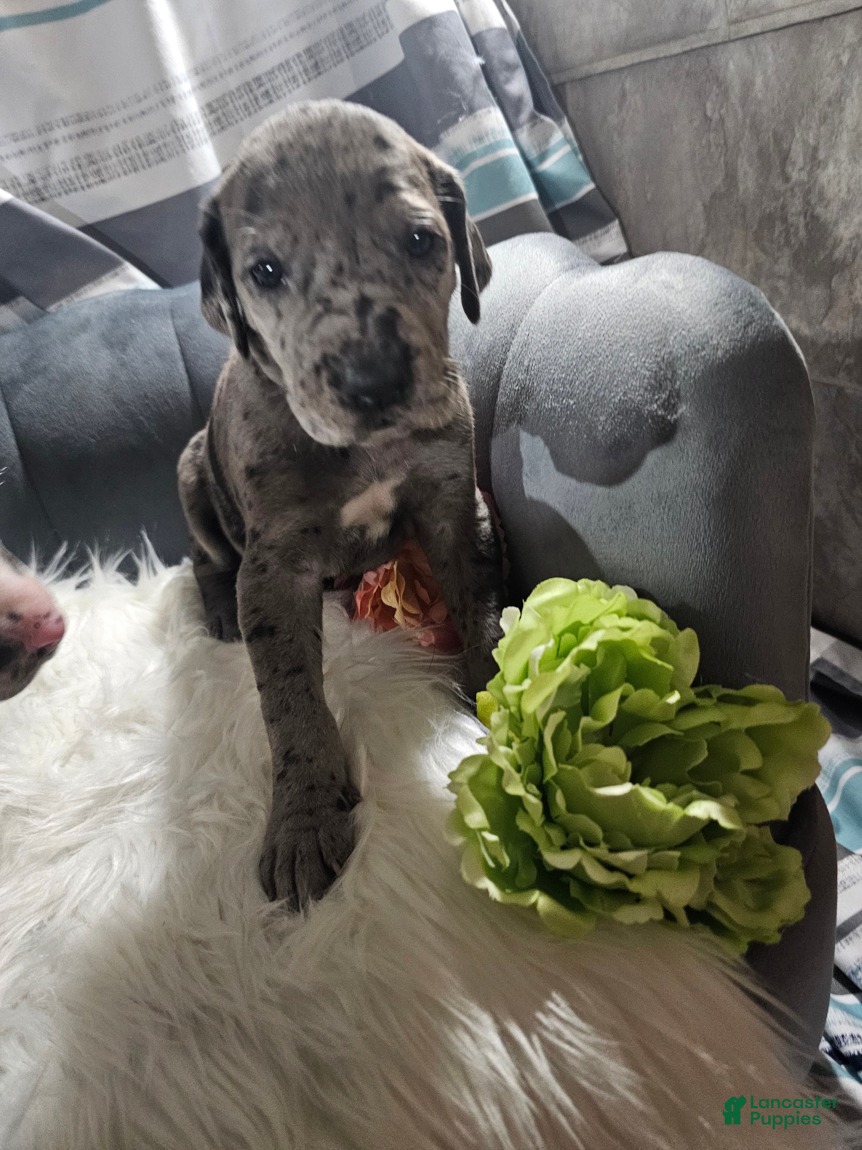 Great Dane dogs Merle - Ad 1