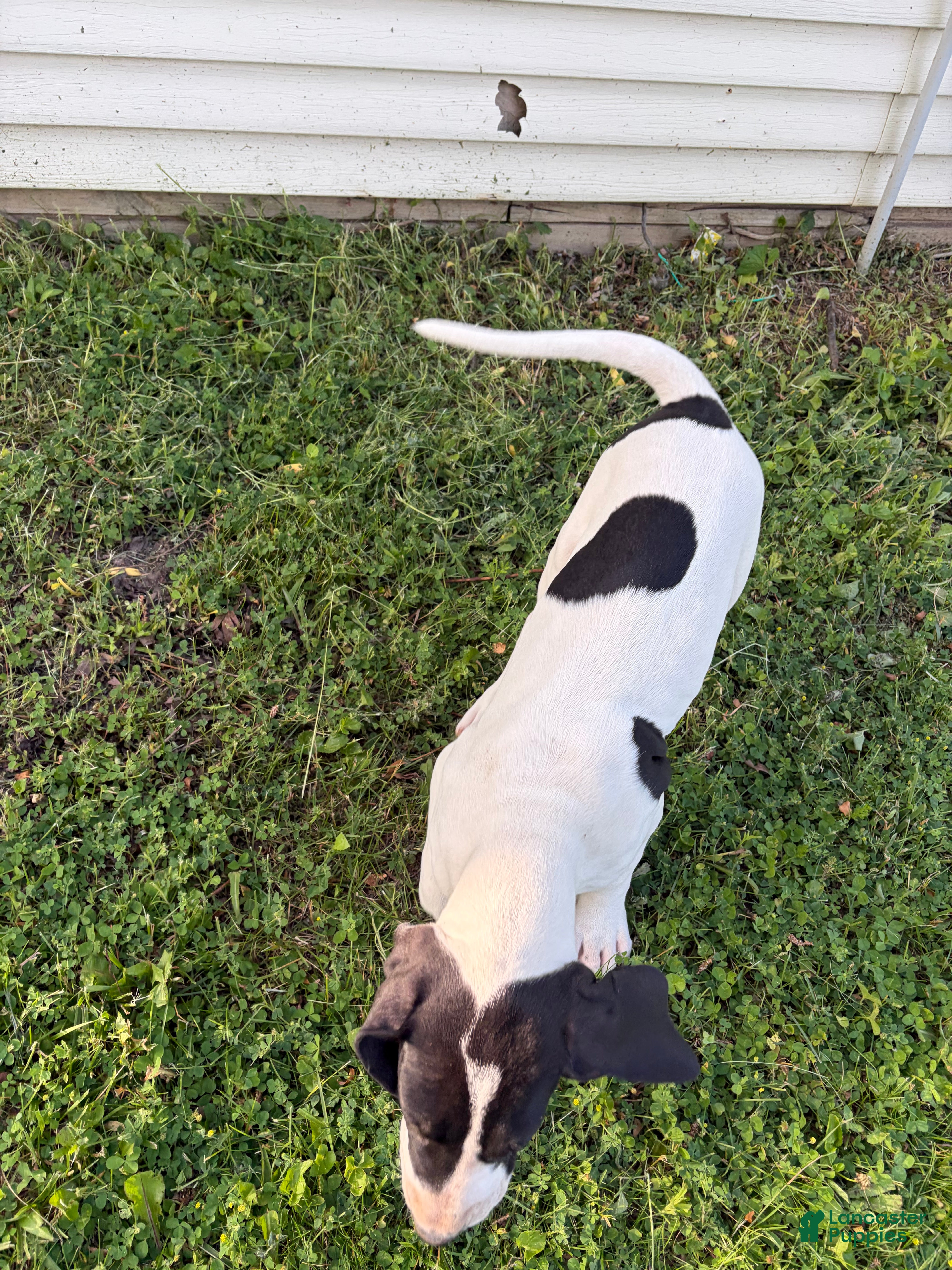 Great Dane dogs Great Dane 7 - Ad 30