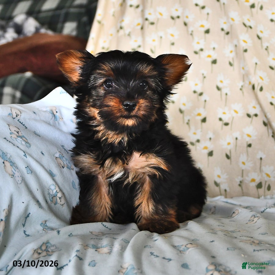 Yorkshire Terrier dogs Queenie - Ad 2