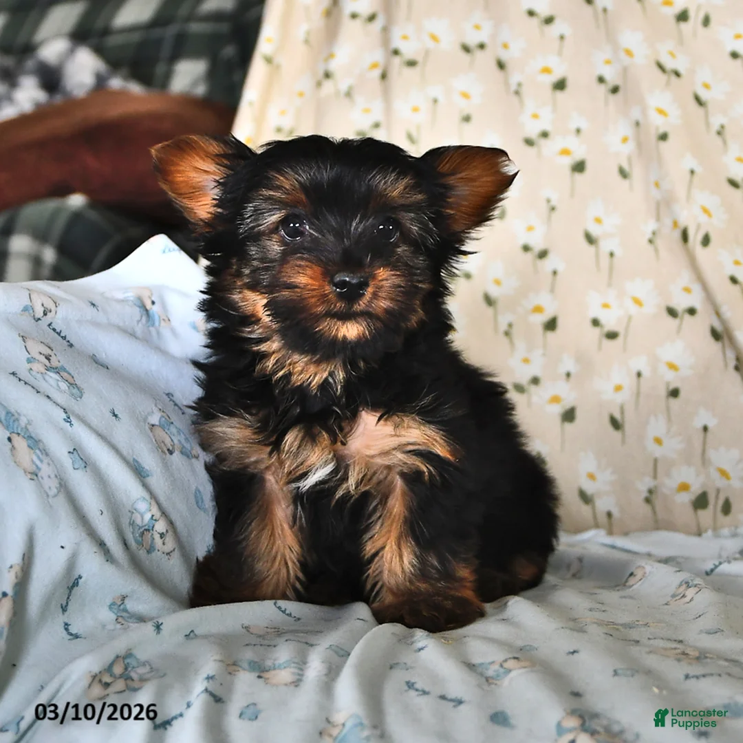 Yorkshire Terrier dogs for sale: Queenie - Ad 2