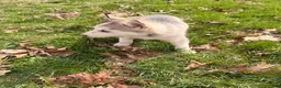 Siberian Husky dogs for sale: Lilly  - Ad 10