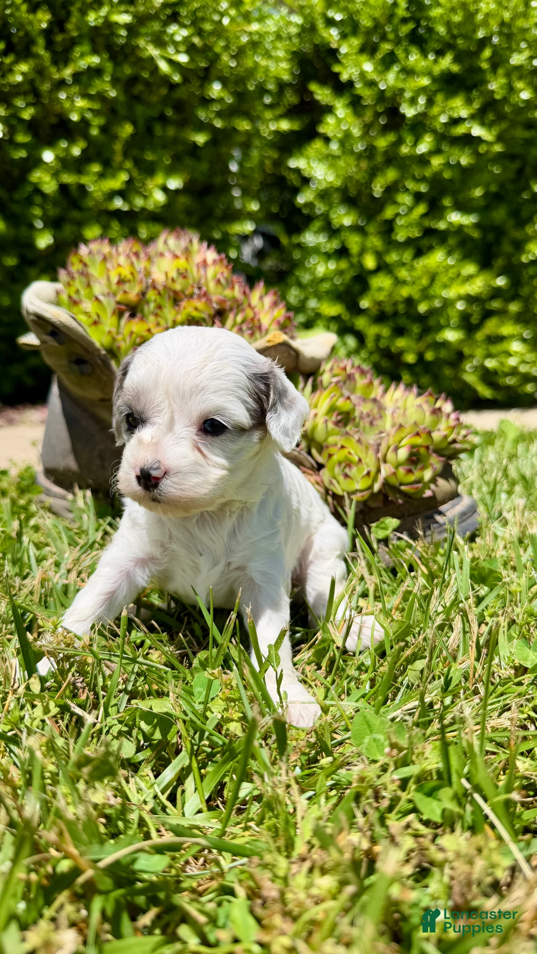Cavapoo dogs for sale: Zayla - Ad 4