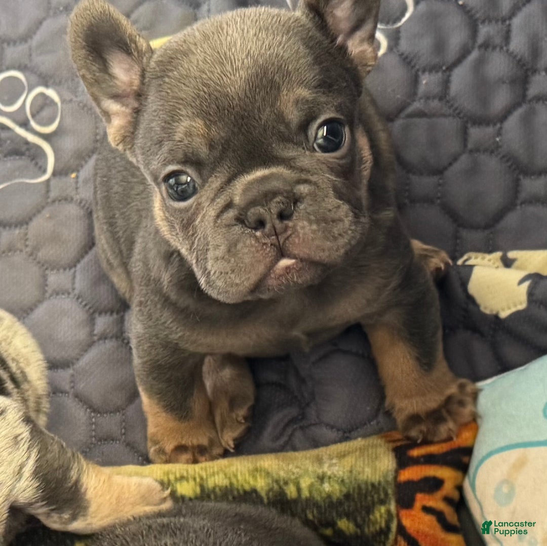 French Bulldog dogs for sale: French Bulldog Puppy 1 - Ad 1