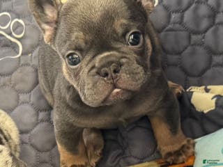 French Bulldog dogs French Bulldog Puppy 1 - Ad 11