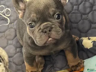 French Bulldog dogs French Bulldog Puppy 1 - Ad 7