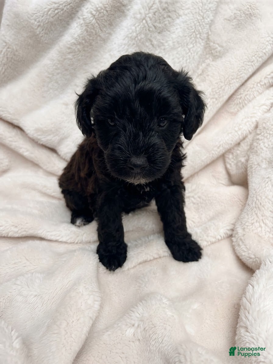 Aussiedoodle Miniature