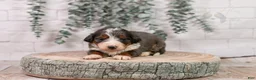 Bernedoodle dogs for sale: Nordic - Ad 5