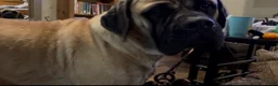 English Mastiff dogs for sale: English Mastiff 1 - Ad 4