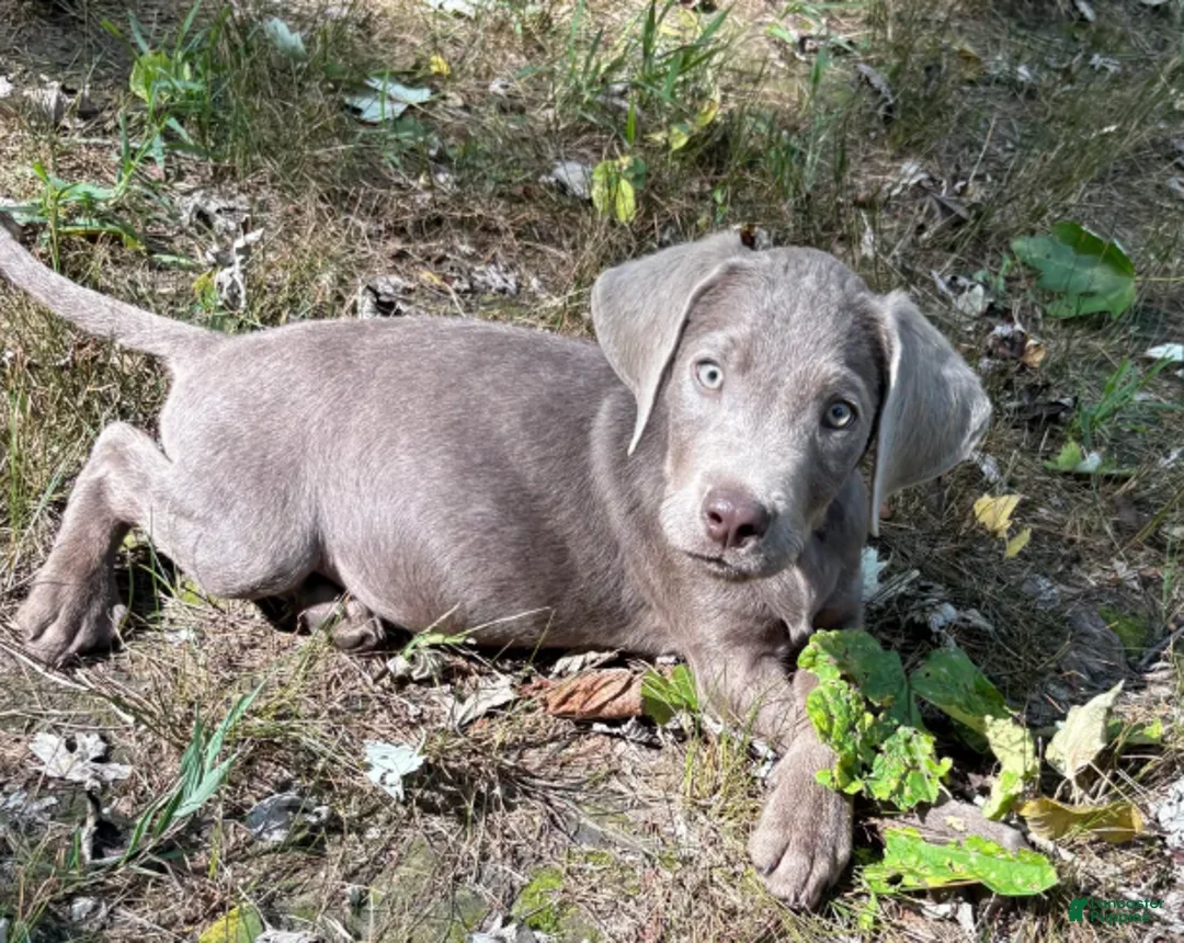 Labrador Retriever dogs for sale: Steel - Ad 2
