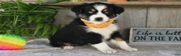 Australian Shepherd dogs for sale: Leo - Ad 2