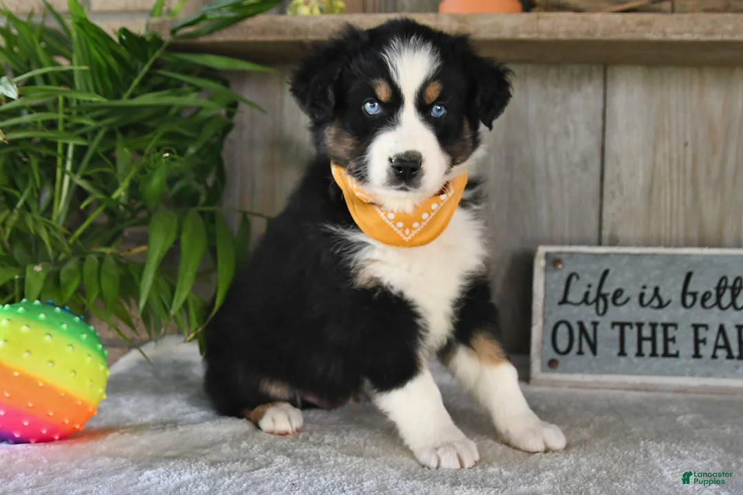 Australian Shepherd dogs for sale: Leo - Ad 2