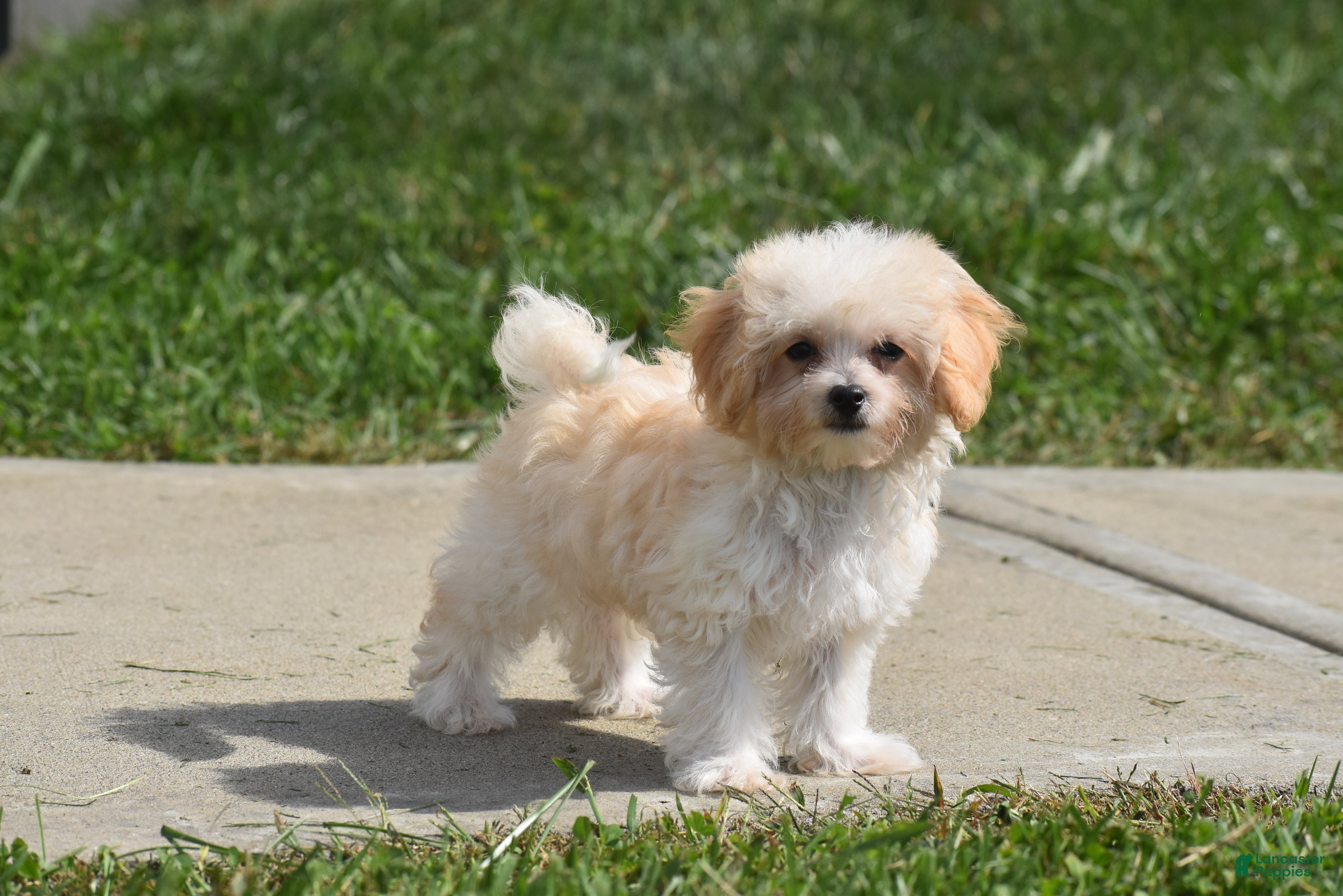 Maltipoo dogs Biscuit - Ad 2
