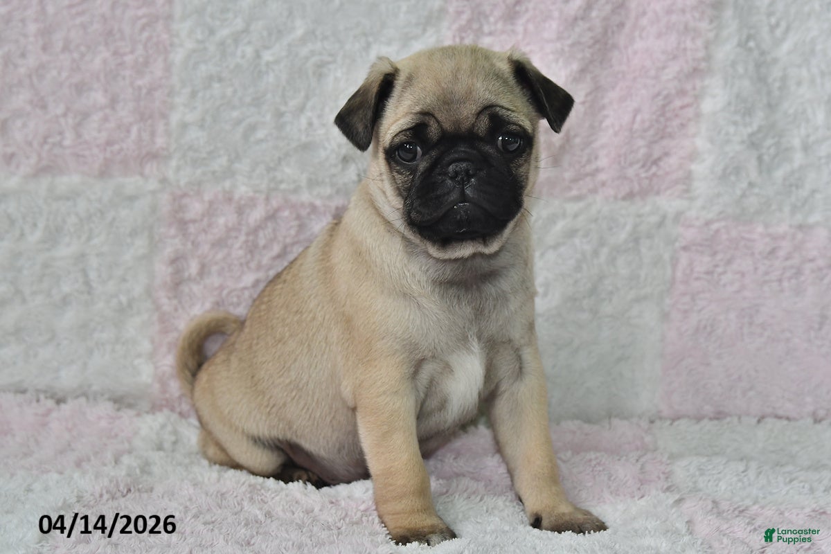 Pug dogs Smokey - Ad 1