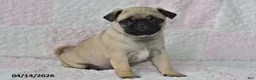 Pug dogs for sale: Smokey - Ad 1