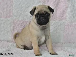 Pug dogs for sale: Smokey - Ad 2