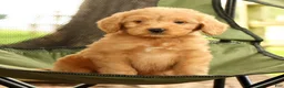 Mini Goldendoodle dogs for sale: Mason - Ad 8