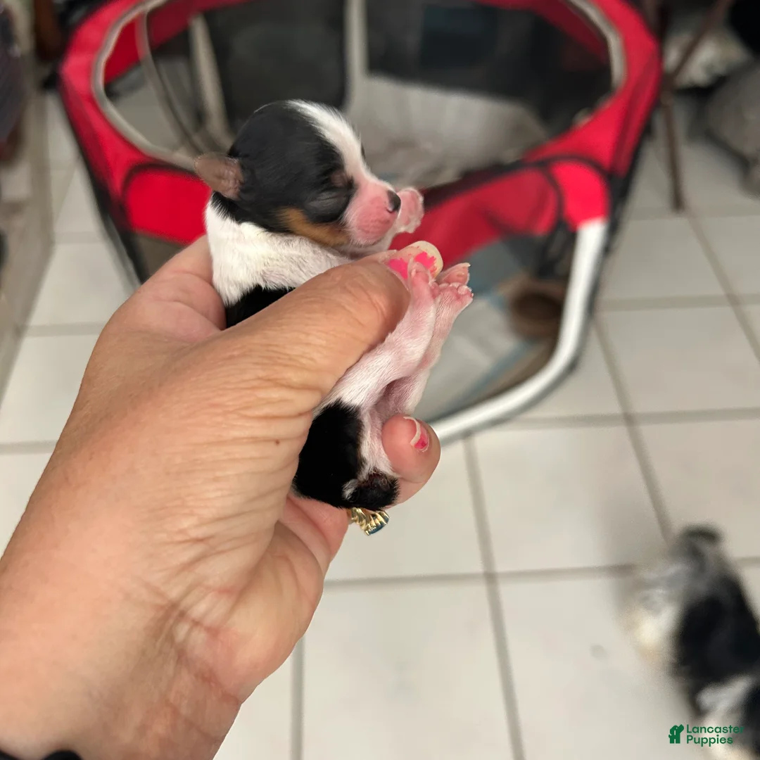 Yorkshire Terrier dogs for sale: Yorkshire Terrier Puppy 1 - Ad 2