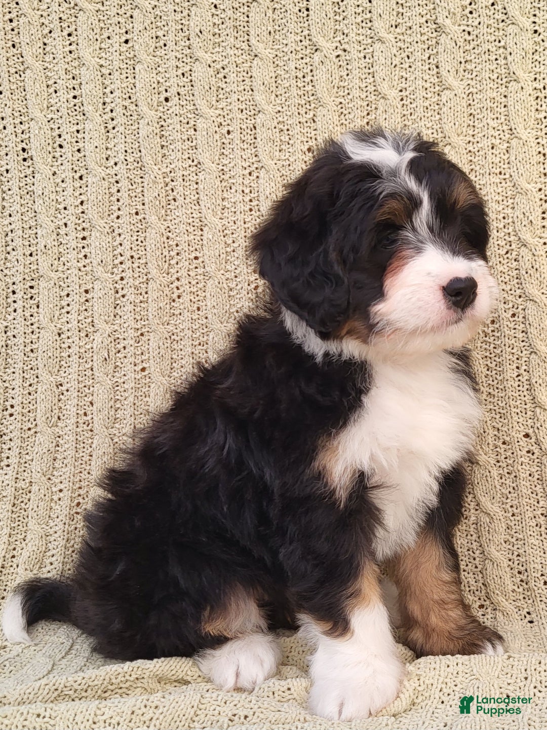 Mini Bernedoodle dogs for sale: Sophie  - Ad 2