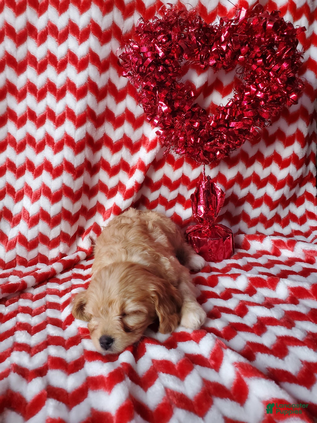 Cavachon dogs for sale: Tootsie Roll - Ad 5