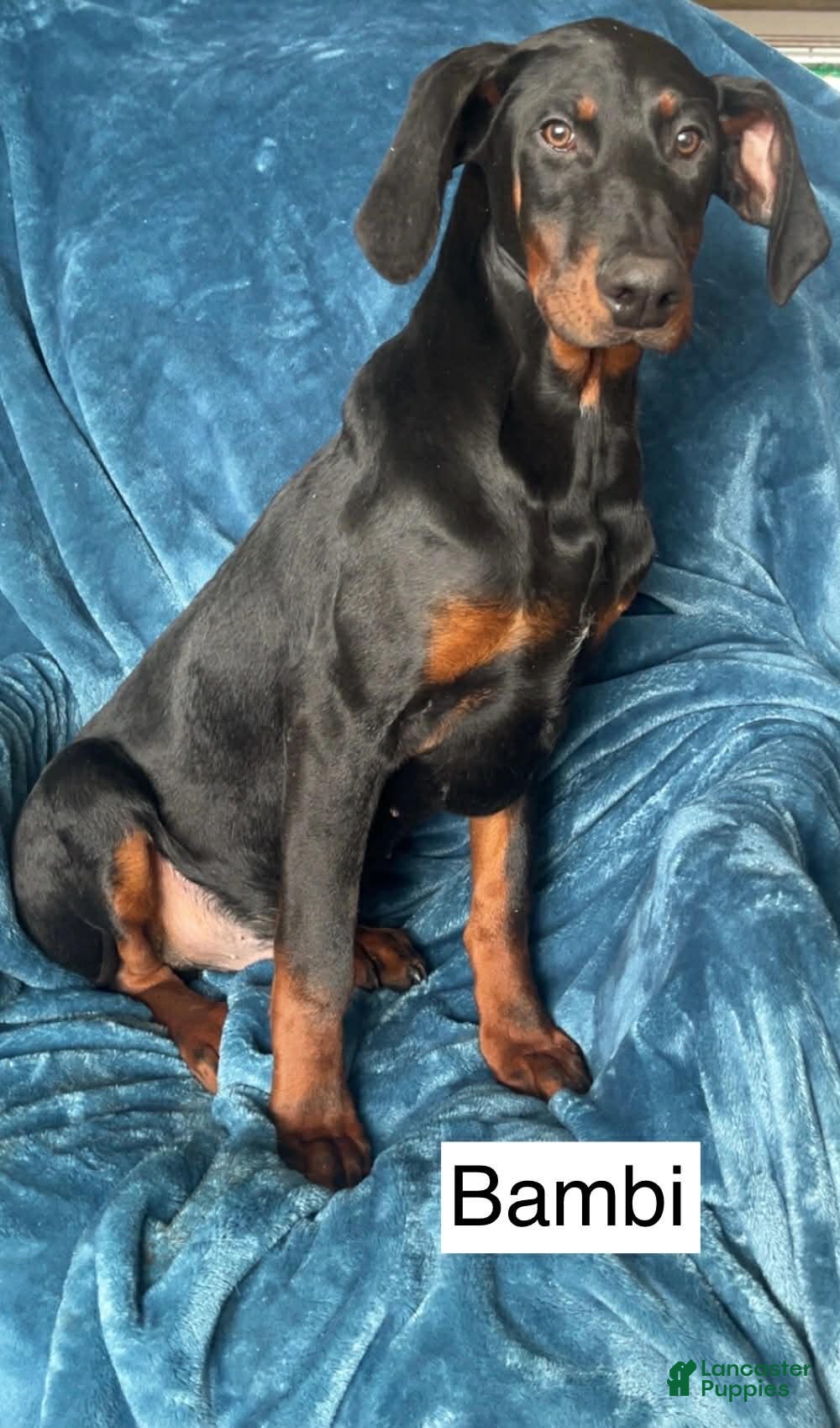Doberman Pinscher dogs Bambi - Ad 2