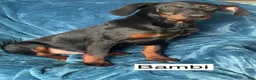 Doberman Pinscher dogs for sale: Bambi - Ad 2