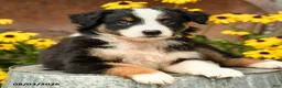 Australian Shepherd dogs for sale: Frances - Ad 4