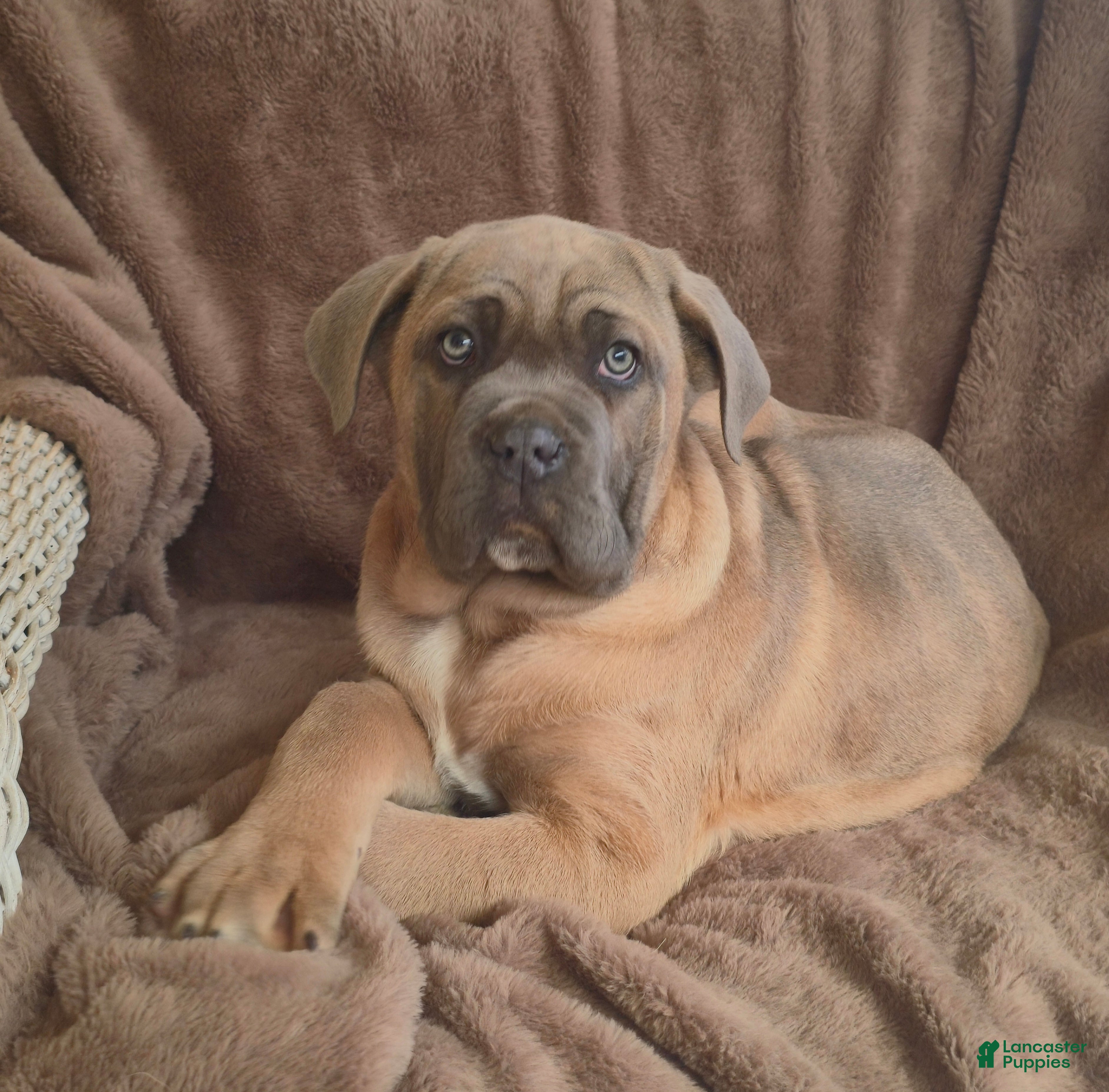 Cane Corso dogs Chester  - Ad 2