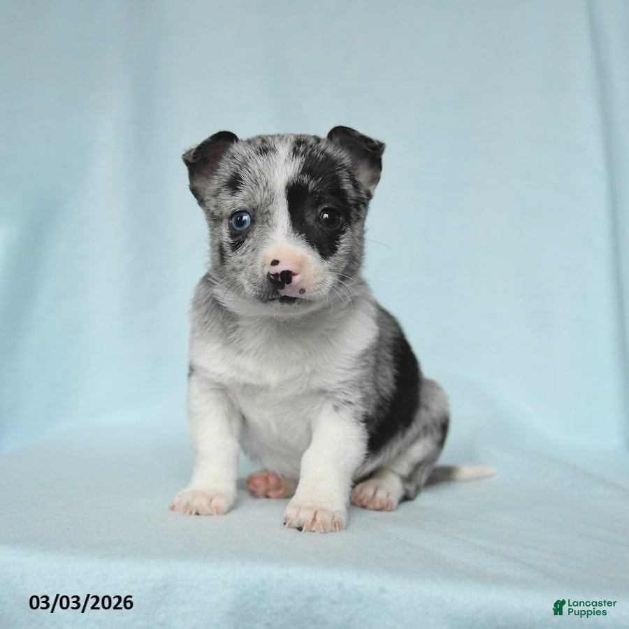 Chihuahua dogs Aaron - Ad 2