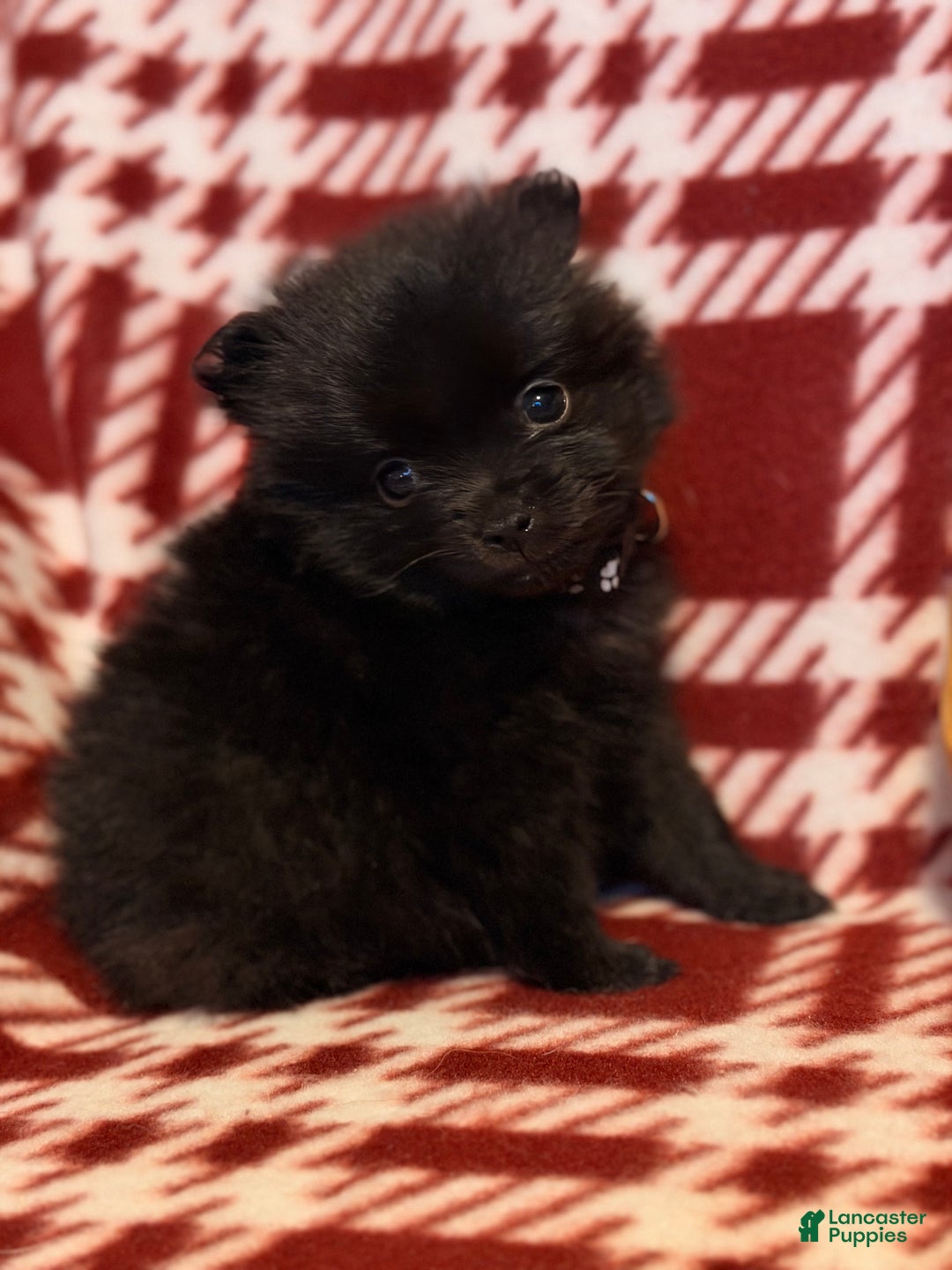 Pomeranian dogs for sale: Blackbear - Ad 1