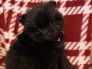Pomeranian dogs Blackbear - Ad 31